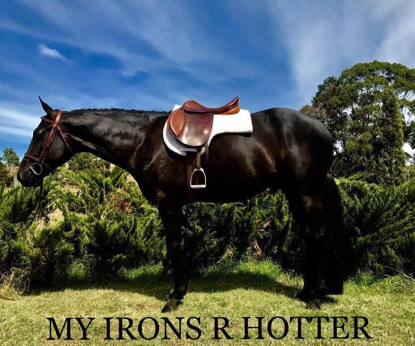 2015 Foals Sired By These Irons Are Hot